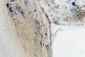 Best Emergency Mold Remediation in USA